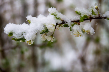 Spring tree blossom covered with sudden April snow cyclone in Ukraine