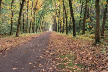 Dirt road in autumn deciduous forest.