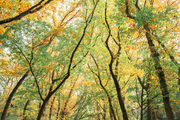 Low angle view of autumn foliage in forest.