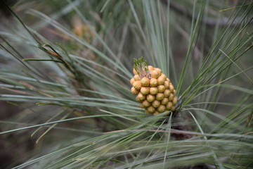 Blüte der Kanarischen Kiefer