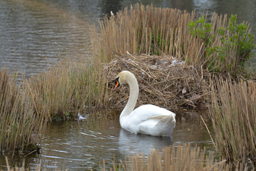 Schwan brütet im Ried