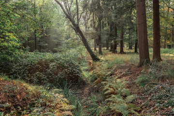 Ditch with overhanging tree in autumn forest.