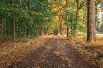Path in autumn forest with senior man at horizon.