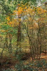 Bush with yellow colored leaves in autumn forest.