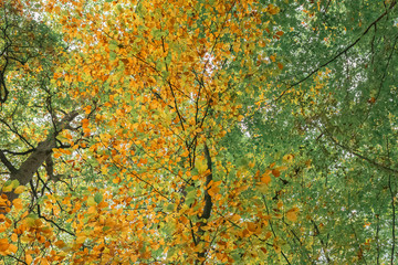 Trees with green and yellow colored leaves at start of autumn.