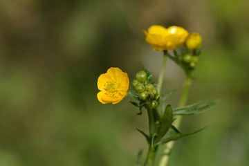 Blüte der Butterblume