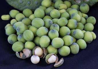 Lotus seeds close up.