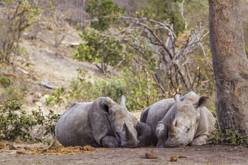 Southern white rhinoceros in Kruger National park, South Africa
