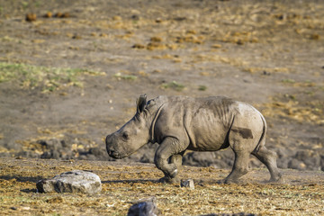 Fototapeta premium Southern white rhinoceros in Kruger National park, South Africa