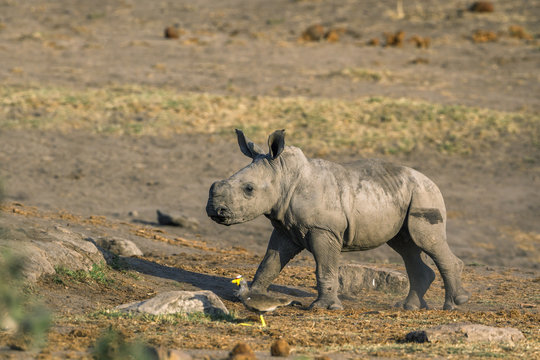 Southern white rhinoceros in Kruger National park, South Africa