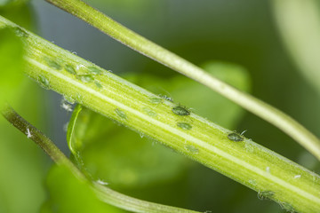 Aphids on the stem of a plant.