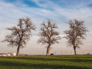 Four friends. Moment of calm outside the city. We are far from the high voltage network and the houses. A dog walks calmly.