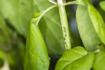 Aphids on the stem of a plant.