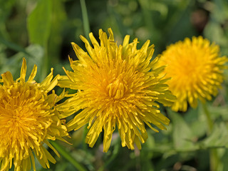 Löwenzahn, Taraxacum, Blüten