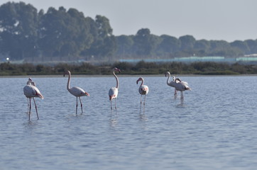 Flamencos