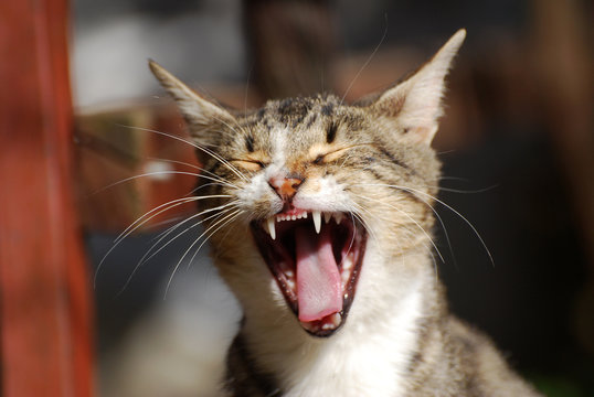 Portrait of yawning cat . Kitten opened his mouth like a lion.