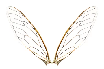 Foto op Plexiglas Wings of insect © enterphoto