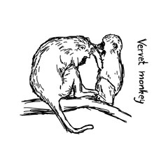 vervet monkey family - vector illustration sketch hand drawn with black lines, isolated on white background
