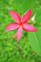 Pink frangipani flower