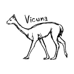 vicuna - vector illustration sketch hand drawn with black lines, isolated on white background