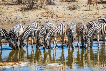Fototapeta na wymiar A herd of zebras drinking at Chudop waterhole in Etosha national park, Namibia/