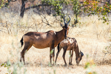 Red hartebeest (Alcelaphus buselaphus) with young calf standing in the forest of Etosha national park.
