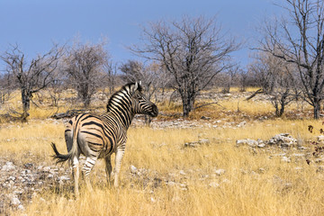 Obraz premium Burchell`s zebra (Equus quagga) standing in african bush. Etosha national Park, Namibia, Africa