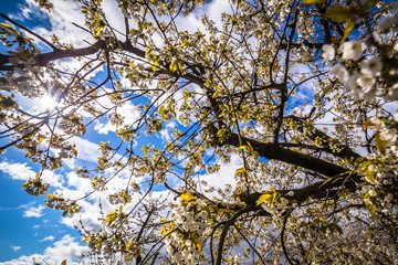 Vereiste Obstblüten