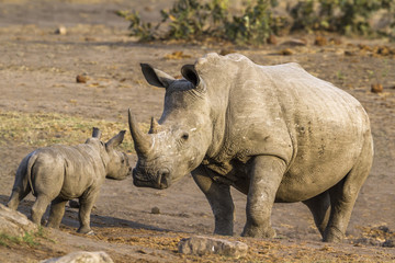 Obraz premium Southern white rhinoceros in Kruger National park, South Africa