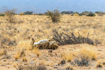 Young cheetah laying with paws in air. Solitaire, Namibia