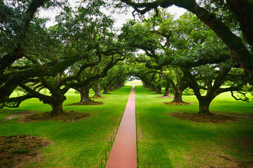 oak plantation