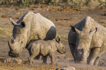 Obraz premium Southern white rhinoceros in Kruger National park, South Africa