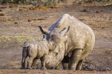 Crédence de cuisine en verre imprimé Rhinocéros Southern white rhinoceros in Kruger National park, South Africa