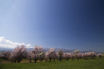 Fototapeta premium A blossoming garden against a bright blue sky.