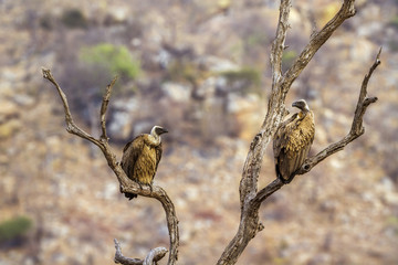 White-backed Vulture in Kruger National park, South Africa