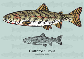Obraz premium Cutthroat trout. Vector illustration for artwork in small sizes. Suitable for graphic and packaging design, educational examples, web, etc.