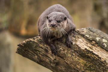 Cute funny otter at zoo in Berlin
