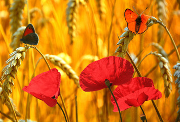 Obraz premium Butterflies in the Rye 