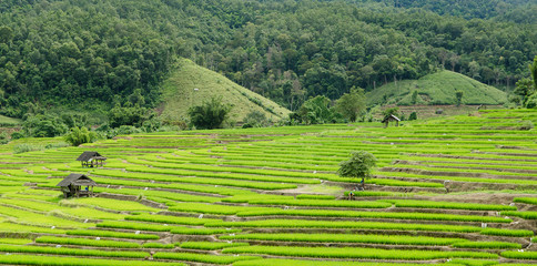 the beautiful rice field , Chaingmai ,Thailand - 145216901
