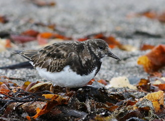  ruddy turnstone, arenaria interpres, birds of Iceland