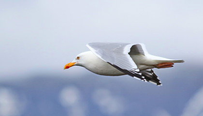 Lesser Black-backed Gull, Larus fuscus, birds of Iceland