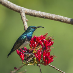 White-breasted Sunbird in Kruger National park, South Africa