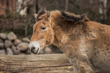 Beautiful pony at zoo in Berlin
