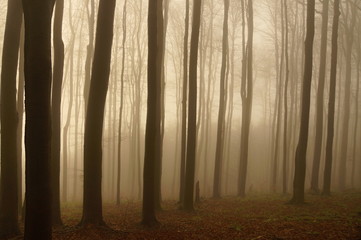 Trees of forest in the fog