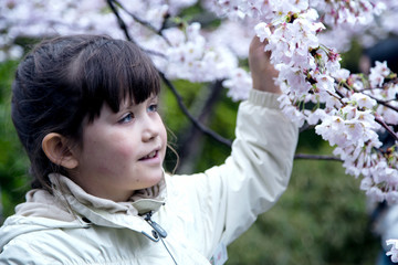 A sweet girl with a delight touches a cherry blossom sakura branch in Kyoto, Japan