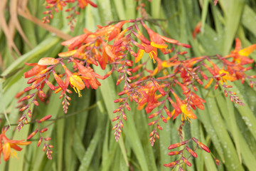 Wild Orange Montbietia Plant