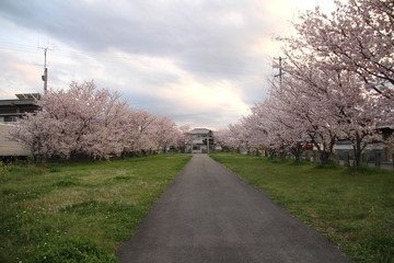 鳥居と桜