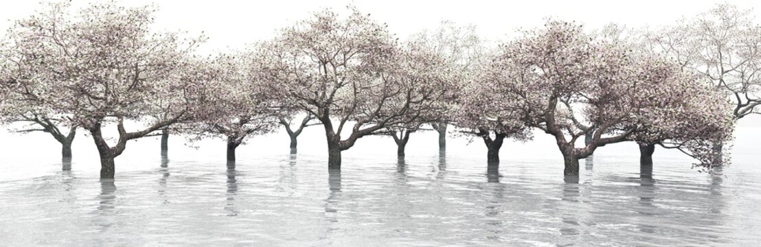 Flowering garden over the water, flowering cherry blossoms, flowering trees in the water, 3d rendering
