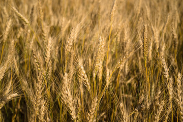 Sunny wheat field. Macro photo of ears of wheat. Rural landscape of a wheat field