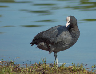 Foulque Macroule